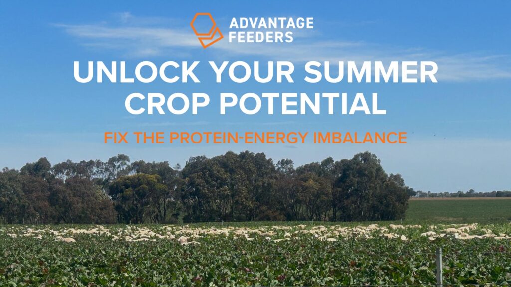 Summer Crop with Sheep Blog Header