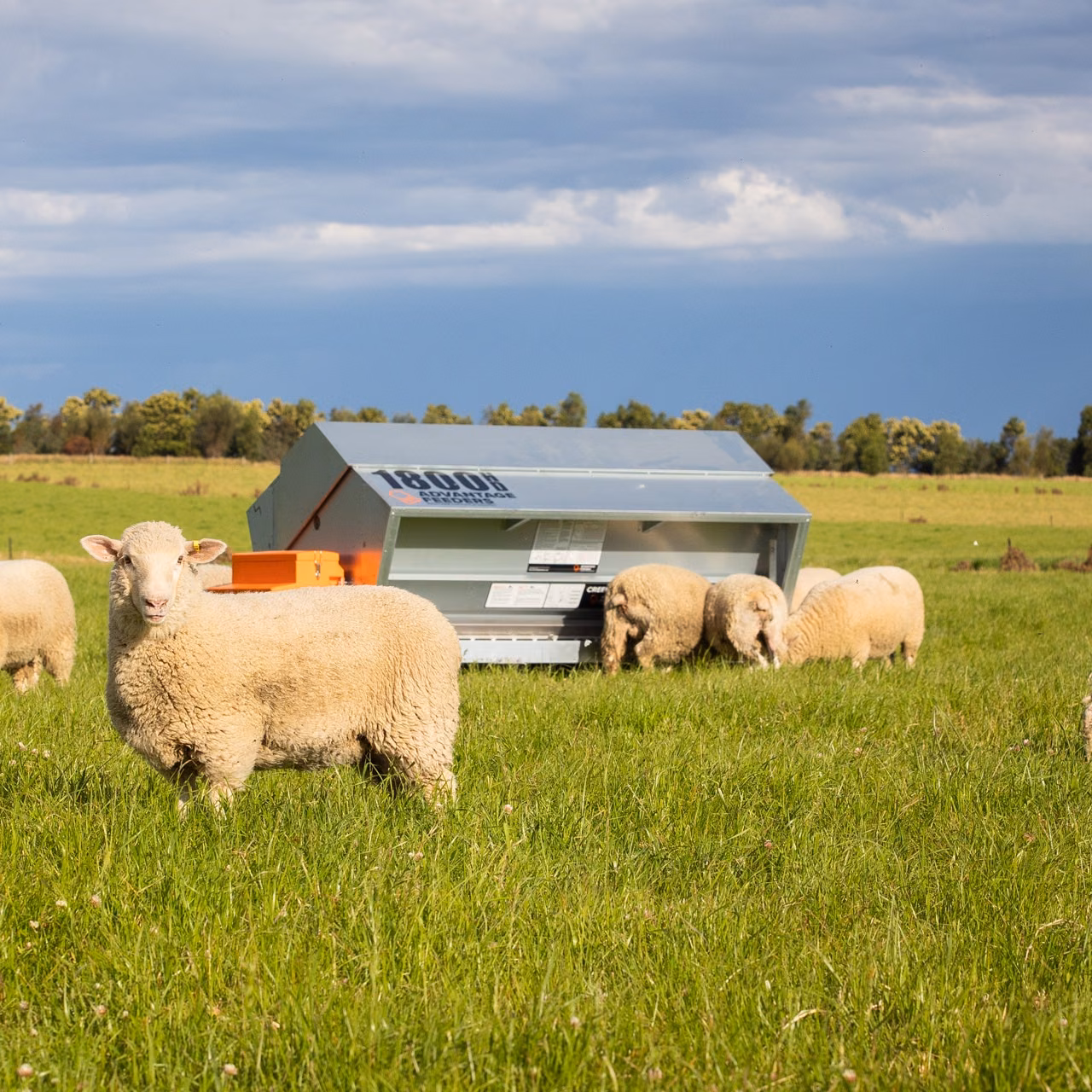 Sheep graze beside an 1800HD grain feeder in a green paddock.