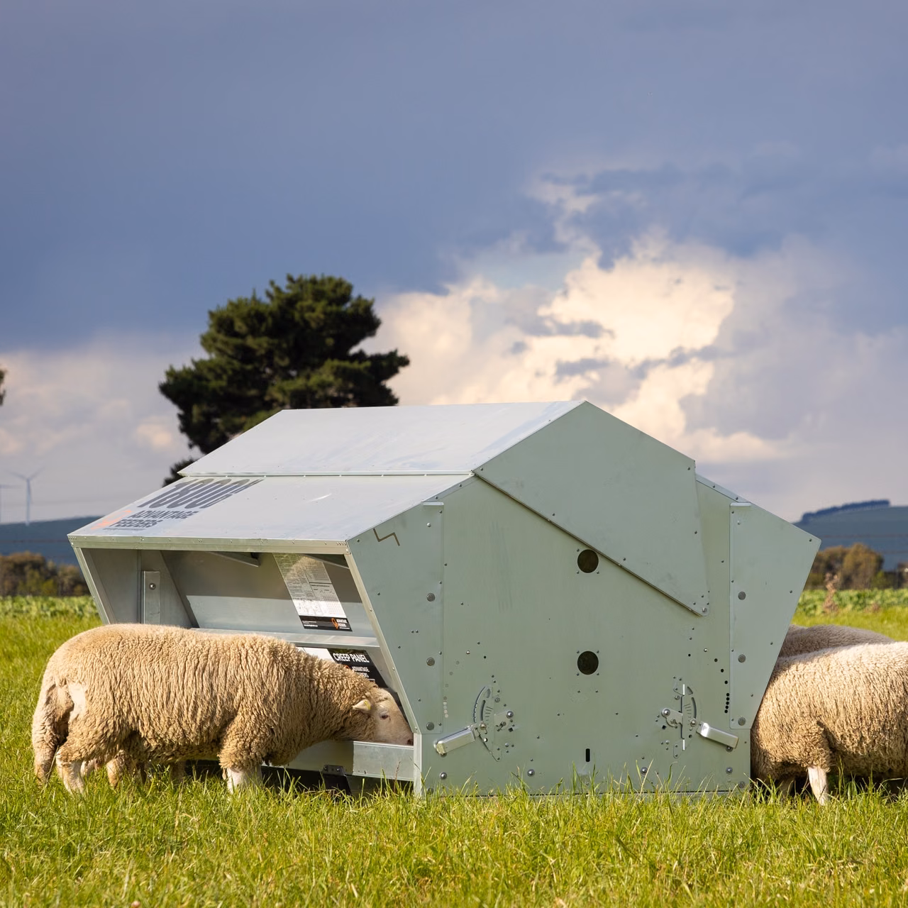 Sheep feed from an Advantage Feeders 1800HD grain feeder in a paddock.