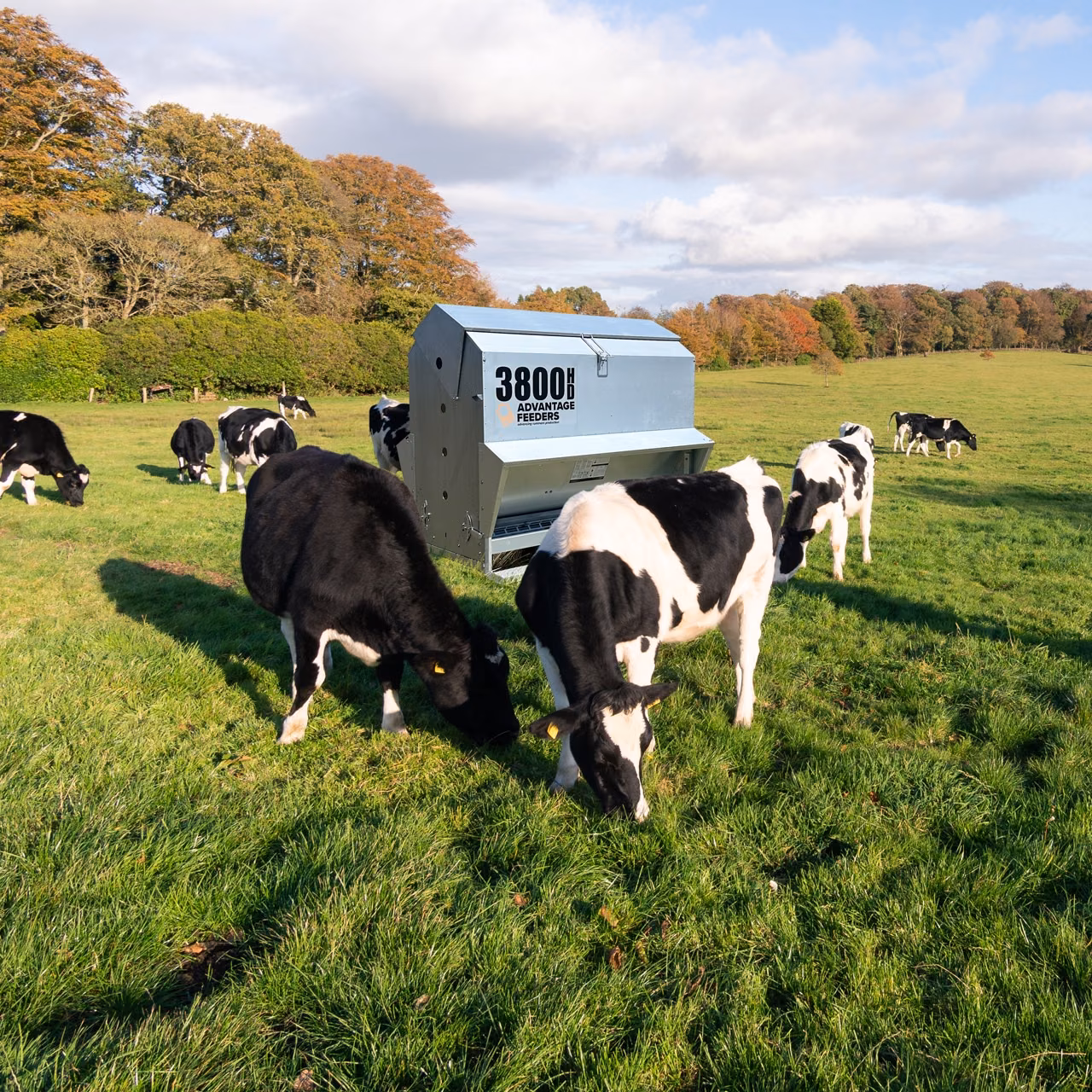 Cattle graze beside a 3800HD Advantage Feeders grain feeder in a green paddock.