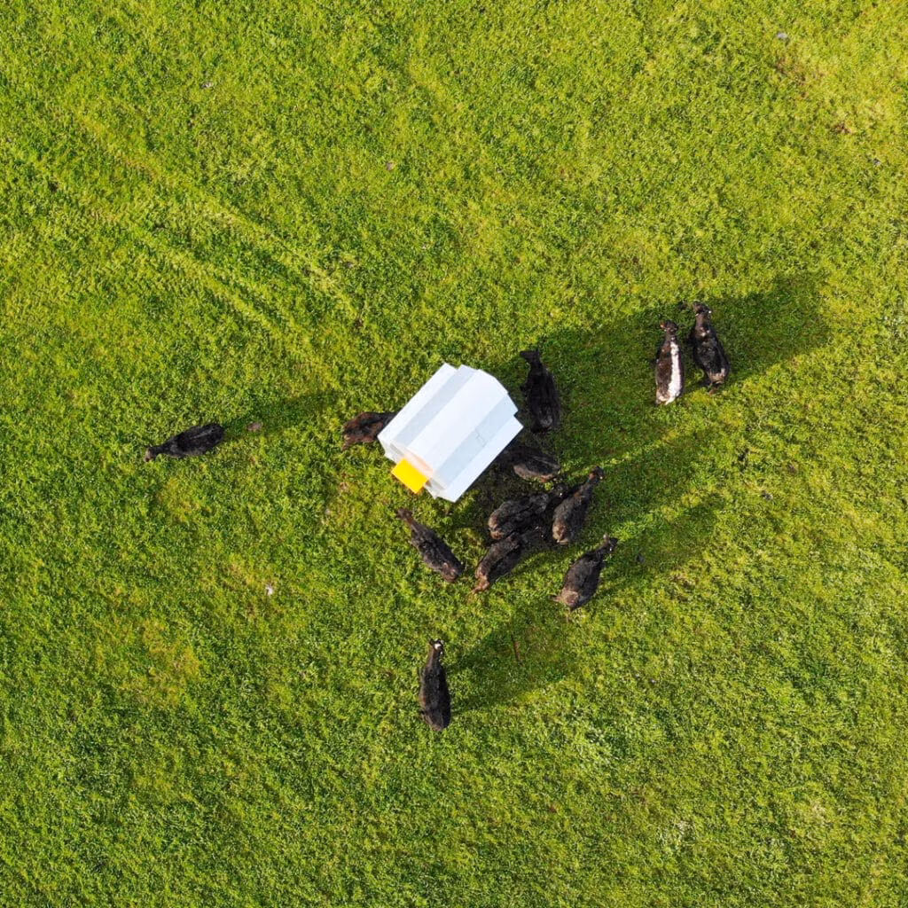 Cattle gather around a 5500HD grain feeder in a green pasture.