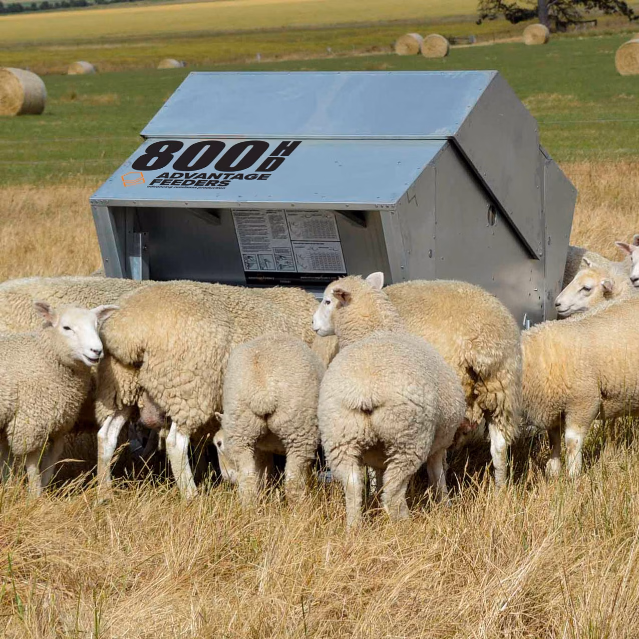 Sheep gather around an Advantage Feeders 800HD grain feeder in a paddock.