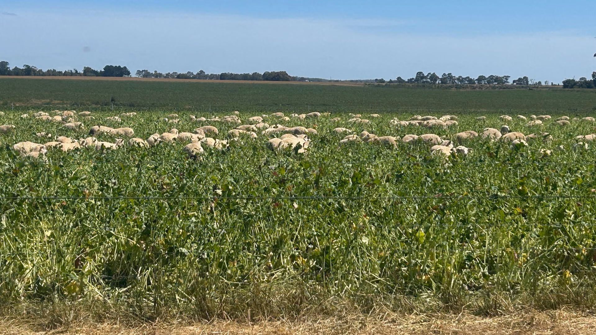 A flock of sheep grazes among green summer crops in a broad field.